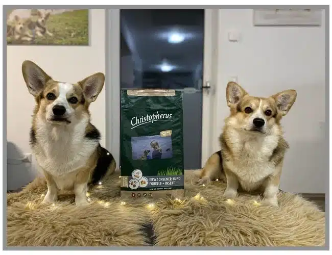 Corgis mit Christopherus Futtersack