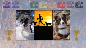 Gewinner-Fotos Online-Wahl November 2020