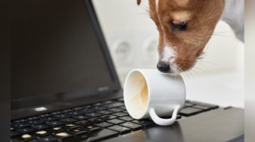 Hierauf solltest du bei einer Hundehalterversicherung achten Hund hat Kaffeetasse auf Laptop umgestoßen