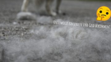 Revolutioniert Hundehaar bald die Modebranche?