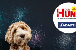Hund an Silvester