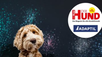Hund an Silvester
