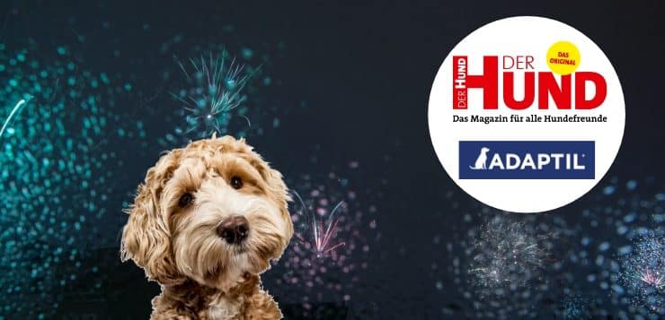 Hund an Silvester