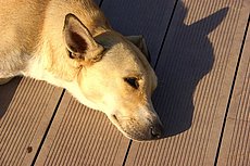 Urlaub mit dem Hund