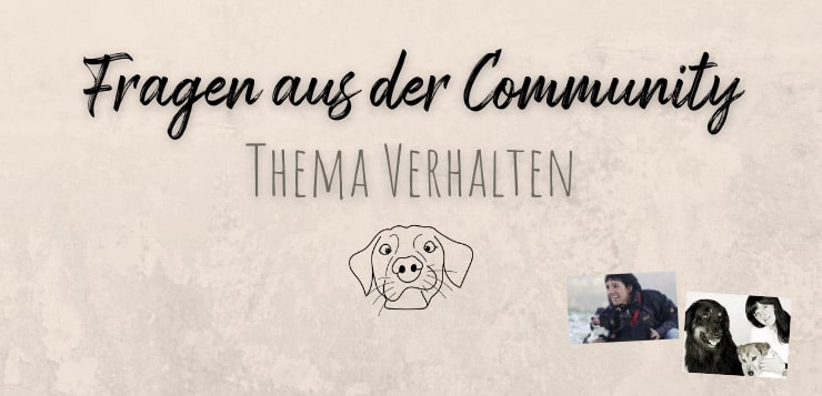 Labrador-Mix hat Probleme mit der Rangordnung