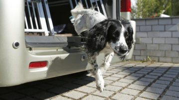 Hundephysiotherapie für Zuhause