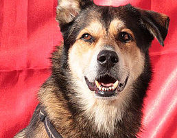 Hunderentner findet Frau