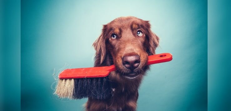 Ein brauner Hund hält einen Handfeger im Maul.
