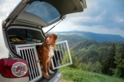 Ein Toller sitzt im geöffneten Kofferraum eines Autos und schaut aus einer geöffneten Transportbox heraus ins Freie.