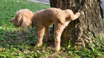 Ein Pudel steht mit gehobenem rechten Hinterbein an einem Baum.