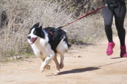 Ein Hund mit Zuggeschirr rennt auf einem Weg. Eine Läuferin hinter ihm ist über eine gespannte Leine mit ihm verbunden.