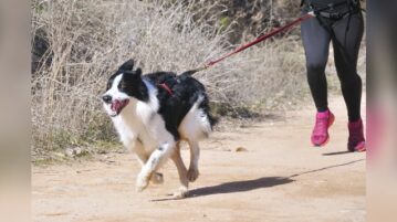 Ein Hund mit Zuggeschirr rennt auf einem Weg. Eine Läuferin hinter ihm ist über eine gespannte Leine mit ihm verbunden.