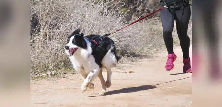 Ein Hund mit Zuggeschirr rennt auf einem Weg. Eine Läuferin hinter ihm ist über eine gespannte Leine mit ihm verbunden.