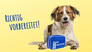 Ein Hund mit einer blauen Reiseapotheke