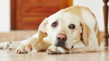 Beiger Labrador liegt auf dem Boden und sieht traurig aus.