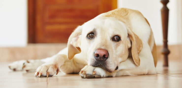 Beiger Labrador liegt auf dem Boden und sieht traurig aus.