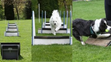 Hunde beim Flyball