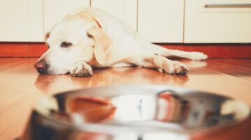 Labrador liegt hinter Futterschüssel in Küche und schaut zur Seite.