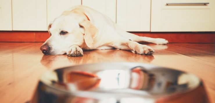 Labrador liegt hinter Futterschüssel in Küche und schaut zur Seite.