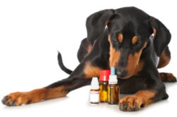 Ein junger Pinscher mit Globuli & Co.