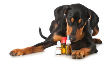 Ein junger Pinscher mit Globuli & Co.