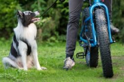 Ein Border Collie sitzt neben einem Mountainbike und schaut die Person an, die auf dem Fahrrad sitzt.