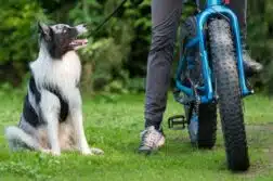 Ein Border Collie sitzt neben einem Mountainbike und schaut die Person an, die auf dem Fahrrad sitzt.