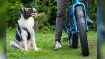 Ein Border Collie sitzt neben einem Mountainbike und schaut die Person an, die auf dem Fahrrad sitzt.