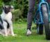 Ein Border Collie sitzt neben einem Mountainbike und schaut die Person an, die auf dem Fahrrad sitzt.