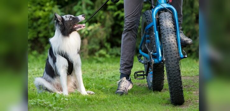 Der Hund am Fahrrad: Achte auf diese Punkte