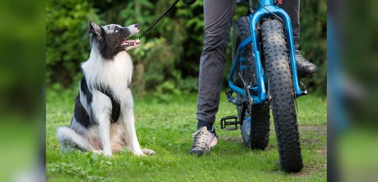 Ein Border Collie sitzt neben einem Mountainbike und schaut die Person an, die auf dem Fahrrad sitzt.