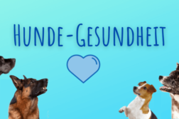 Hunde-Gesundheit