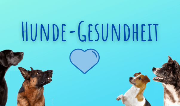 Bindehautentzündung beim Hund Hunde-Gesundheit