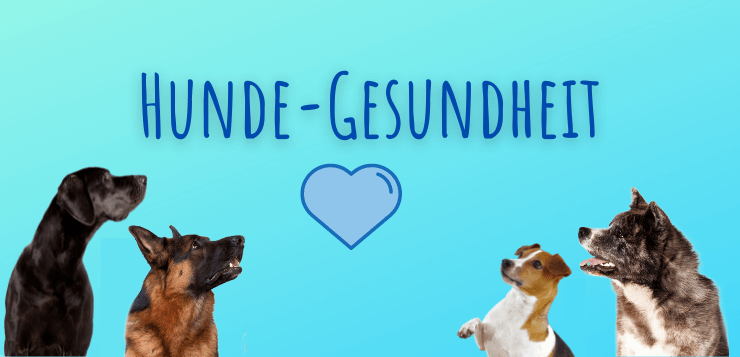 Hunde-Gesundheit