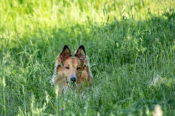 Collie liegt im Schatten eines Baumes.