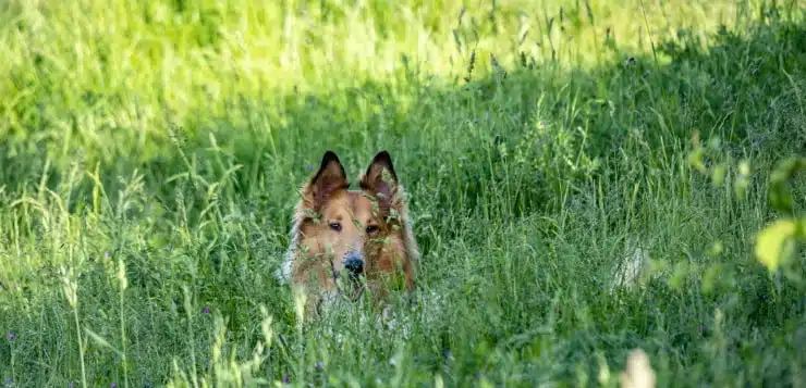 Collie liegt im Schatten eines Baumes.