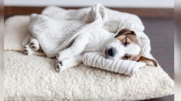 Jack Russell Welpe schläft auf einem Hundekissen.