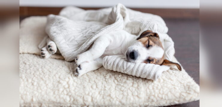 Jack Russell Welpe schläft auf einem Hundekissen.