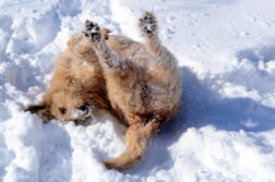 Ein rauhaariger Hund wälzt sich im Schnee. Er liegt auf dem Rücken und streckt die Hinterbeine in die Luft.