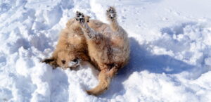 Ein rauhaariger Hund wälzt sich im Schnee. Er liegt auf dem Rücken und streckt die Hinterbeine in die Luft.