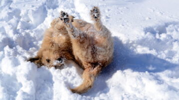 Ein rauhaariger Hund wälzt sich im Schnee. Er liegt auf dem Rücken und streckt die Hinterbeine in die Luft.