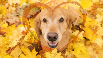 Ein Golden Retriever sitzt in gelbem Ahornlaub und schaut nach oben in die Kamera.
