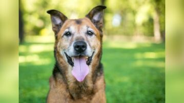 Fröhlicher Hundesenior im Park