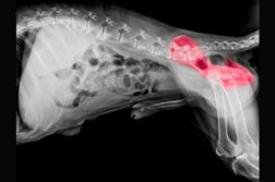 Röntgenaufnahme vom hinteren Teil eines großen Hundes. Die Hüfte ist farbig dargestellt.