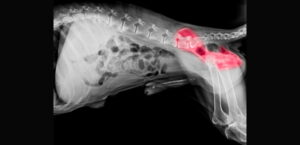 Röntgenaufnahme vom hinteren Teil eines großen Hundes. Die Hüfte ist farbig dargestellt.