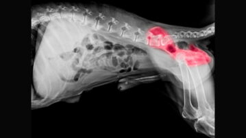Röntgenaufnahme vom hinteren Teil eines großen Hundes. Die Hüfte ist farbig dargestellt.