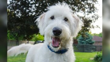 Ein weißer rauhaariger Hund schaut in die Kamera.
