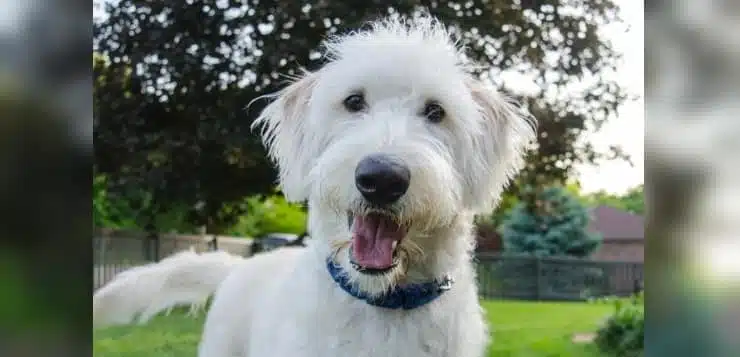 Ein weißer rauhaariger Hund schaut in die Kamera.