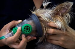 Yorksihre Terrier bekommt eine Narkose