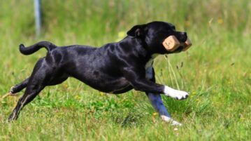 Hund mit Bringholz beim Training
